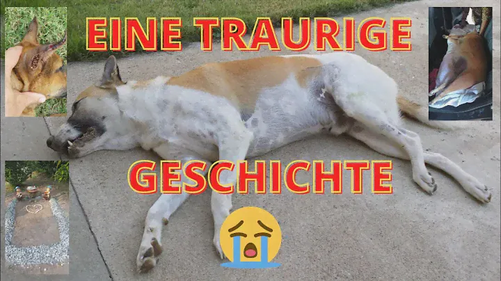 Unsere lieben Strassenhunde - Ein schwieriger Start ins Leben